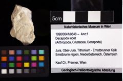 Foto (Objket + Etiketten) von Decapoda indet. 